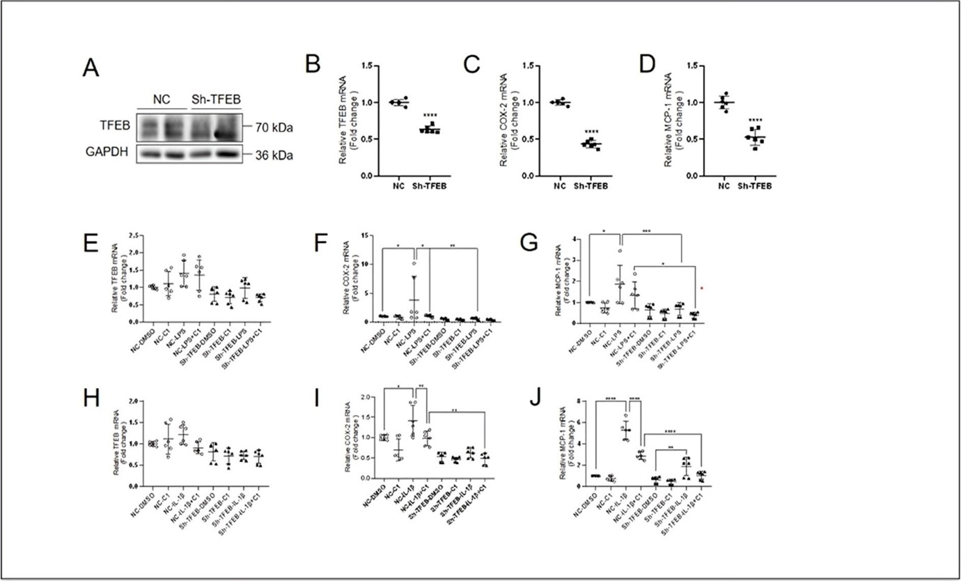 International Journal of Inflammation Research - Transcription Factor EB