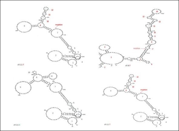 Predicted structures of single strand and loop formatted DNA fragments with different mutations in exon 9 of the catalase gene according to Zuker’ s method24. The predicted structures of the mutant Hungarian type E (upper left) and for Hungarian type D (upper right). The predicted DNA structure of the wild type C (bottom left) of the rs769217 polymorphism and the mutant T type (bottom right). The loops are numbered and arrows show the nucleotide changes.