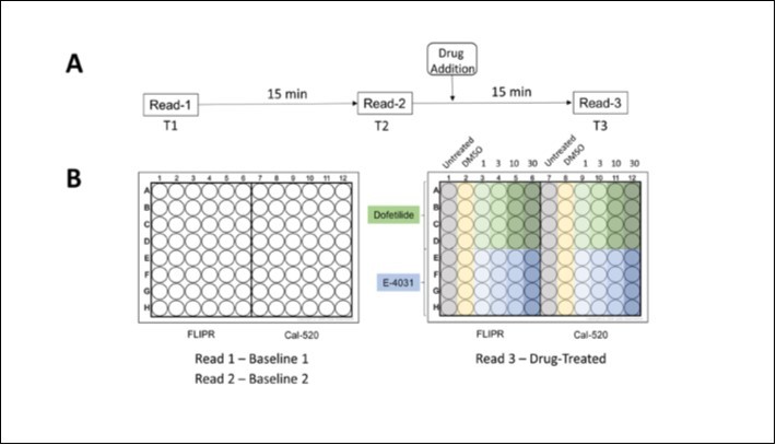Journal Of Evolving Stem Cell Research-calcium transients