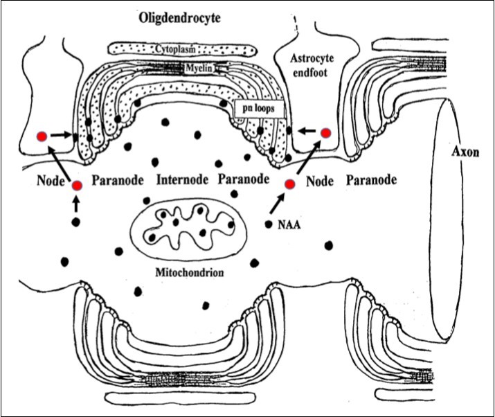 Journal of Hypertension and Cardiology-N-acetylaspartate