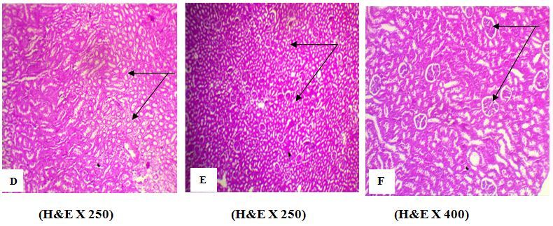 Journal of Antioxidant Activity-phytochemical screening