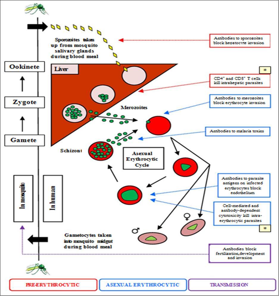 International Journal Of Clinical Microbiology-Malaria