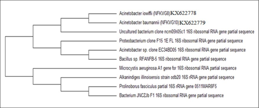 Journal of Biotechnology and Biomedical Science-Polyhydroxybutyrate