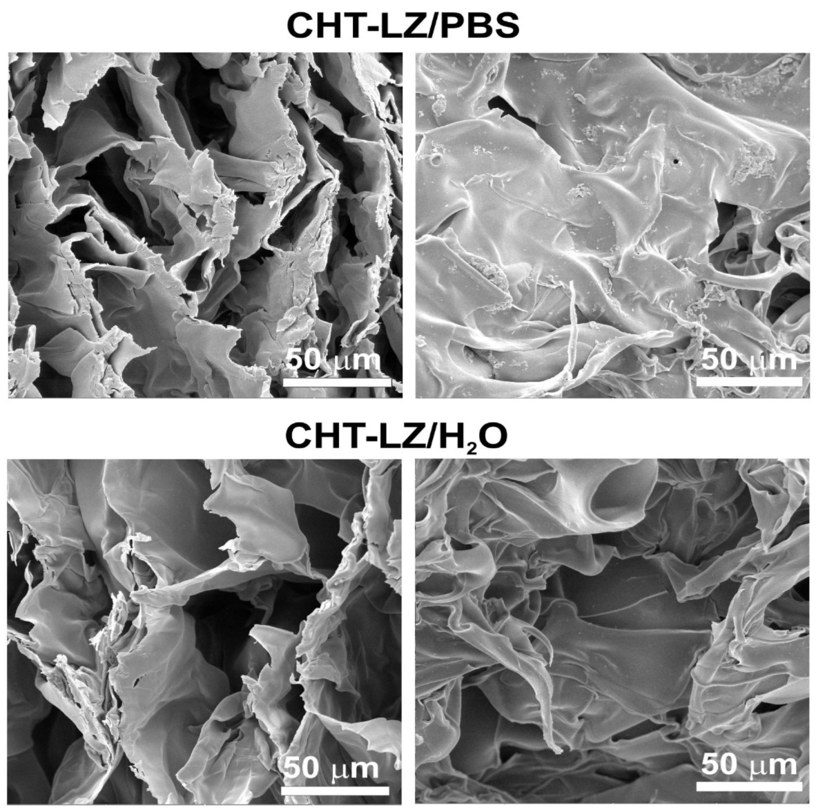 Microstructure of chitosan cross section (left) and surface (right) after four weeks of incubation in different lysozyme solutions.