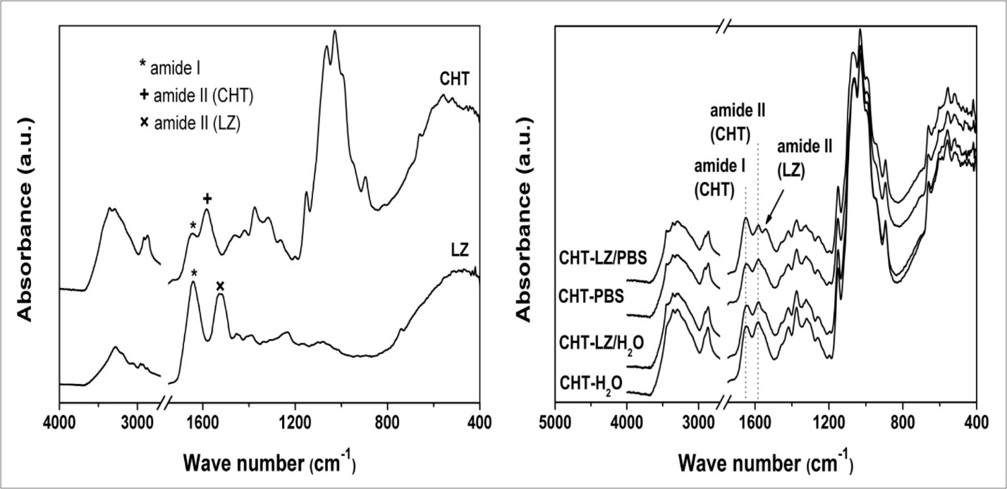 FTIR spectra of initial chitosan scaffold (CHT), lysozyme powder (LZ) and chitosan scaffolds during four weeks of incubation in phosphate buffer saline solution (PBS) and water with or without lysozyme.