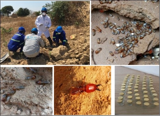 Journal of Plant and Animal Ecology-Termites