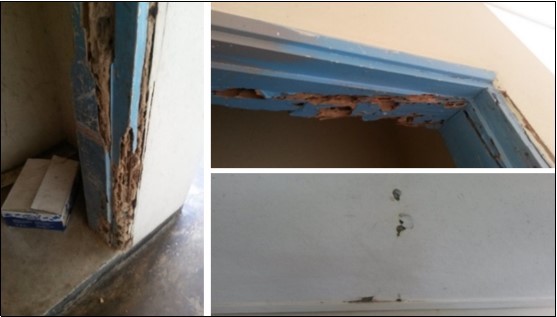 Journal of Plant and Animal Ecology-Termites