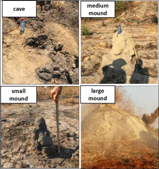 Journal of Plant and Animal Ecology-Termites