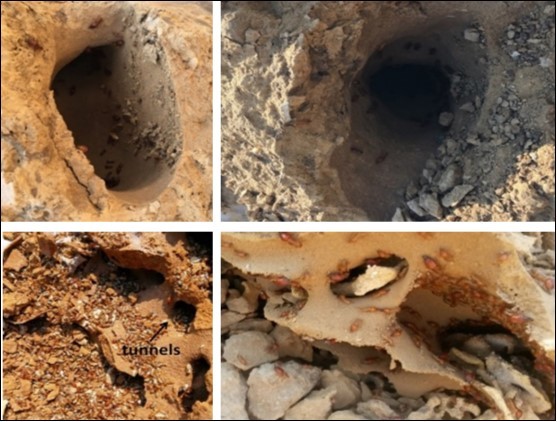Journal of Plant and Animal Ecology-Termites