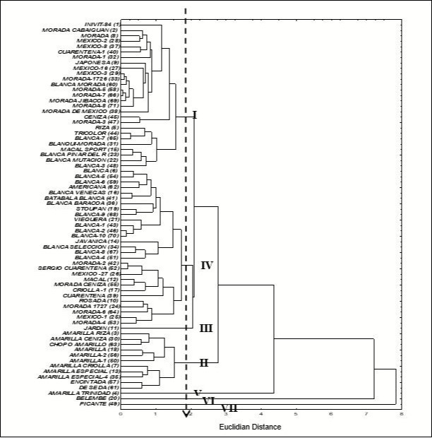 Dendrogram showing the grouping of the accessions of the Cuban collection of the Xanthosoma genus from the minimum descriptors selected according to the morpho-agronomic data and the number of chromosomes. The UPGMA method and the Euclidean distance were used.