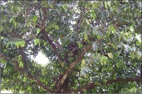 Journal of Advances in Plant Biology-Diospyros malabarica