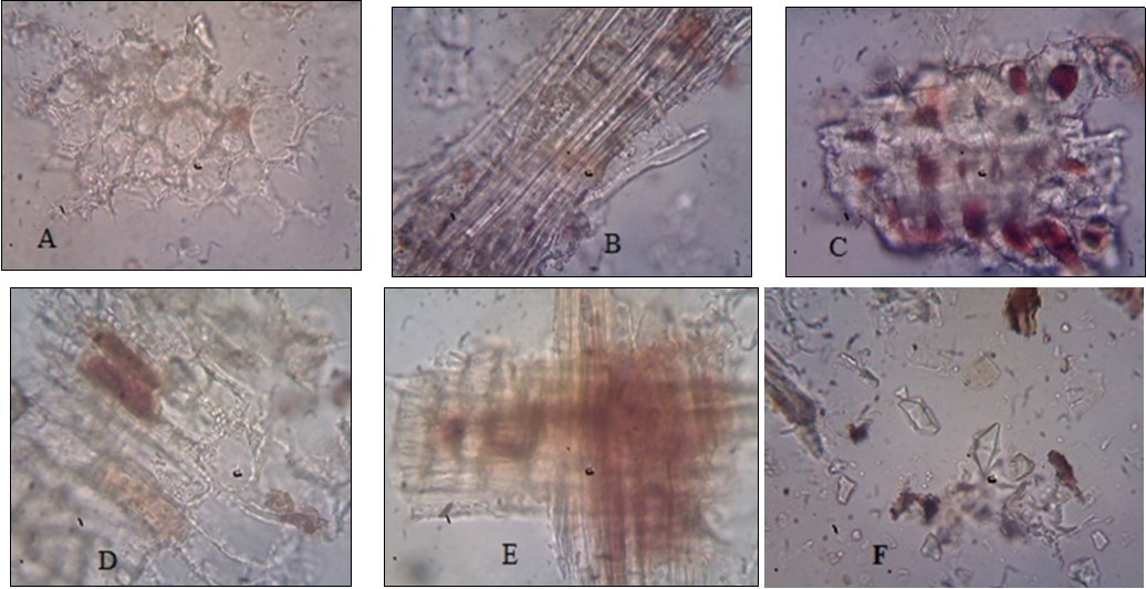 Journal of Advances in Plant Biology-Diospyros malabarica