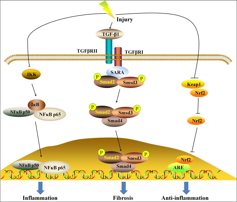 Journal of Nephrology Advances-chronic kidney disease