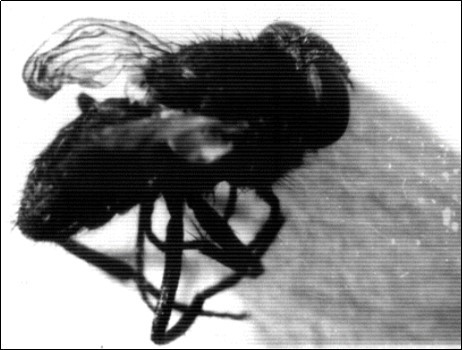 Journal of Plant and Animal Ecology -Environment-Musca domestica- habitat- Zanzalacht- Melia azedarach