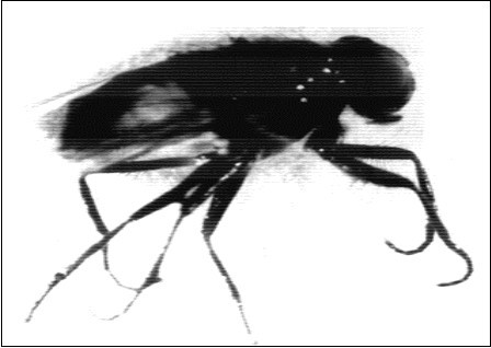 Journal of Plant and Animal Ecology -Environment-Musca domestica- habitat- Zanzalacht- Melia azedarach