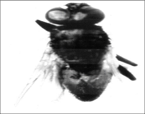 Journal of Plant and Animal Ecology -Environment-Musca domestica- habitat- Zanzalacht- Melia azedarach