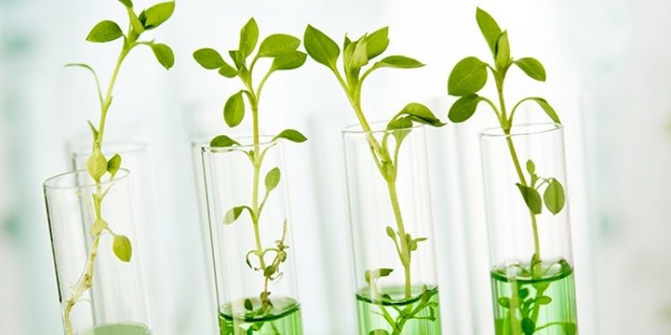 Journal of Advances in Plant Biology-Macroscopy