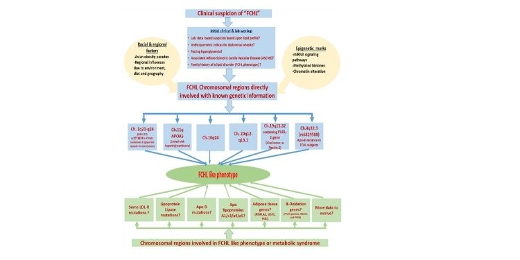 Article: Molecular and Metabolic Pathogenesis of Familial Combined Hyperlipidemia and Association with Metabolic Syndrome