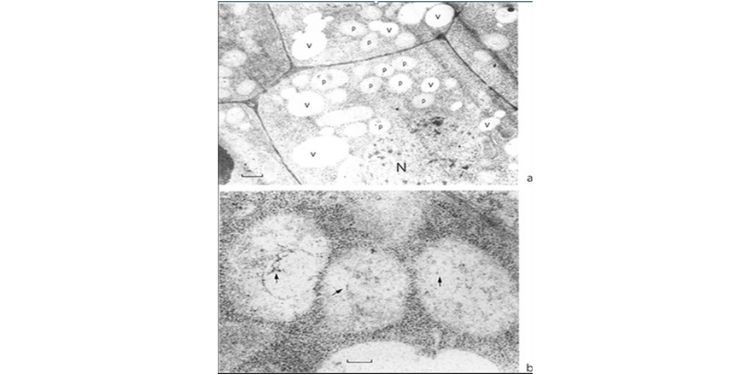 Article: Proplastids and Juvenile Chloroplasts in the Apical Meristem of Flax 