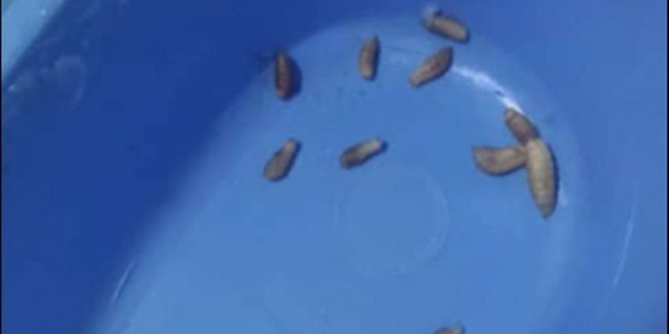 Article: Cutaneous Myiasis Caused  by Tumbu Fly Larvae Infestation in an Infant: A Case Report 