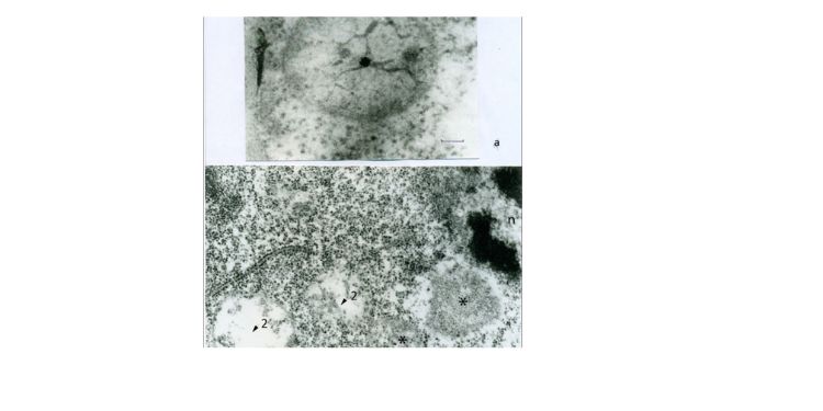 Article: Formation of Proplastids in the Apical Meristem of Wheat 