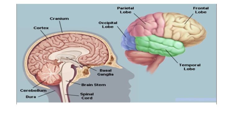 Article: To Activate the Brain, Activate the Body First
