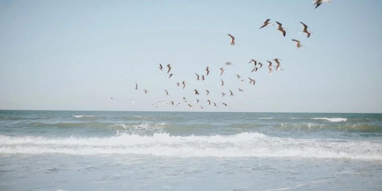 Article: Why Integrate Evolutionary and Functional Aspects in Bird Studies in Converted Habitats?