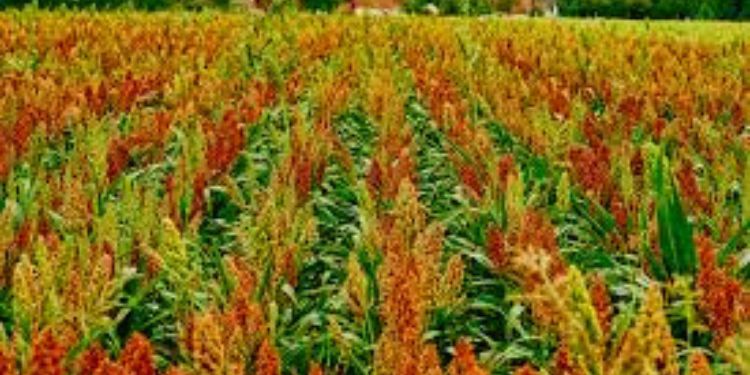 Article: Genetic Diversity, Phylogenetic Tree and Principal Component Analysis Based on Morpho-Metric Traits of Assam Chilli