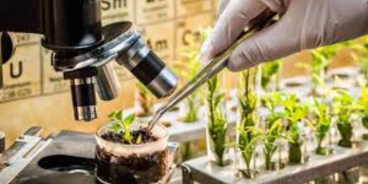 Article: The Agronomy of Mauka (Mirabilis expansa (Ruíz &amp; Pav.) Standl.) - A Review