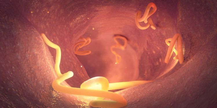 Article: Causes and Consequences of the Syndrome of Excessive Bacterial Growth in the Small Intestine