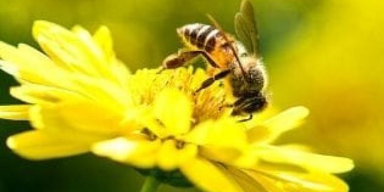 Article: The Effect of 2,4 Dimethylamine salt on the Blood, Liver and Muscle of Oryclotagus Cuniculus