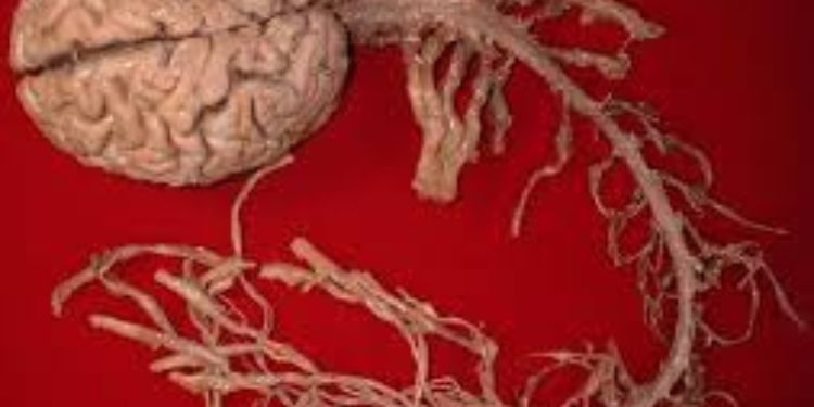 Article: Factors Affecting Traumatic Brain Injury Outcome Among Patients Treated for Head Injury at Surgical Side, in Nekemte Referral Hospital, Oromia, Ethiopia.