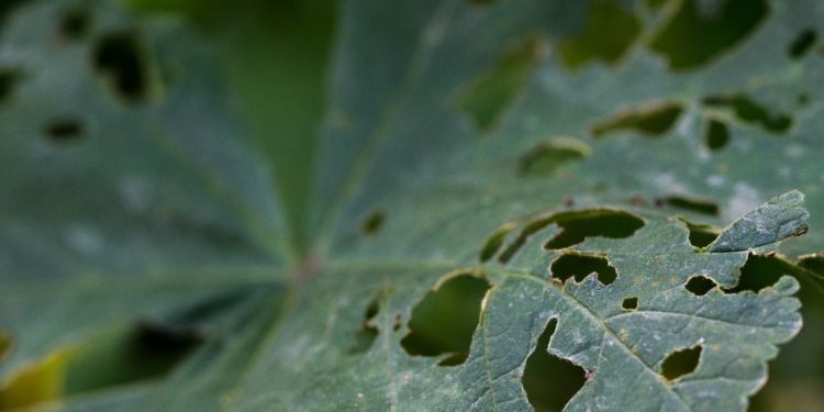 Journal of Advances in Plant Biology - Plant Leaf Diseases