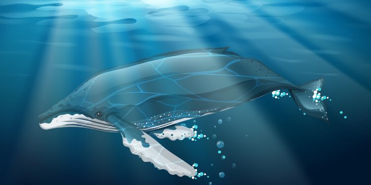 Article: Global importance of supporting the krill to whale component of the pelagic food web associated with migrations following deep sea seamounts