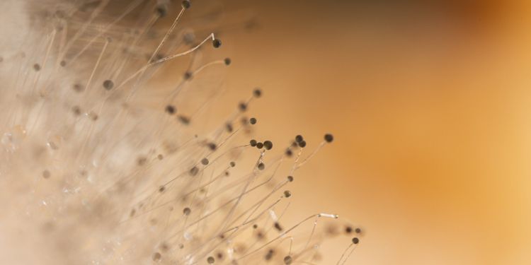 Article: Keratinophilic Fungi: Diversity And Abundance in the Soil of Ajmer District, Rajasthan 
