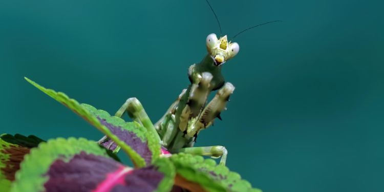 Article: Efficacy of Neemraj and Beauvitech on Abundance and Distribution of Arthropod Pests in Soil and Hydroponically Grown Strawberry