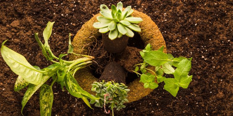 Article: Soil Fertility Dynamics and Xanthomonas Wilt Incidence in Enset (Ensete Ventricosem) Based Farming at Chencha, Southern Ethiopia